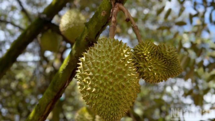 Các giống sầu riêng chủ yếu trồng ở Đồng Nai là sầu riêng Ri6, sầu riêng Thái.
