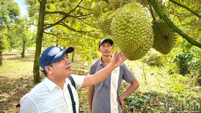 Sầu riêng trồng ở Đồng Nai được thị trường trong nước và xuất khẩu ưa chuộng nhờ chất lượng, thơm ngon.