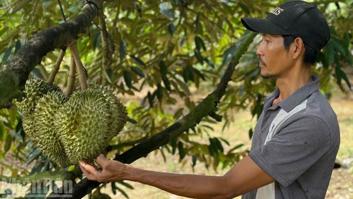 Anh Lại, chủ vườn sầu riêng ở xã Cẩm Mỹ cho biết, năm nay vườn sầu riêng của gia đình cho năng suất cao hơn mọi năm. Cùng với đó, quả đều và chất lượng cũng được nâng cao.