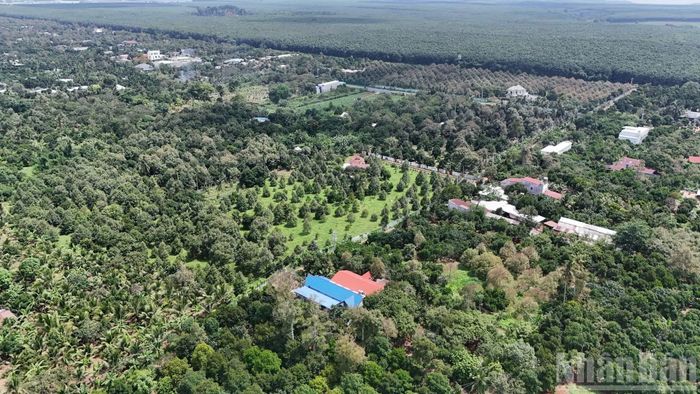 Thành phố Đồng Nai hiện có diện tích trồng cây sầu riêng khoảng 23.000ha.