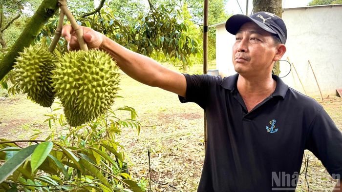 Ông Giềng Vẫy Khường, ấp Lò Than, xã Cẩm Mỹ, người có nhiều năm trồng sầu riêng cho biết, với năng suất cao, giá như hiện nay nông dân trồng sầu riêng rất phấn khởi khi bước vào chính vụ.
