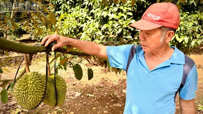 Chủ vườn sầu riêng ở phường Bình Lộc dùng dây cột từng quả sầu riêng để bảo đảm việc thu hoạch.