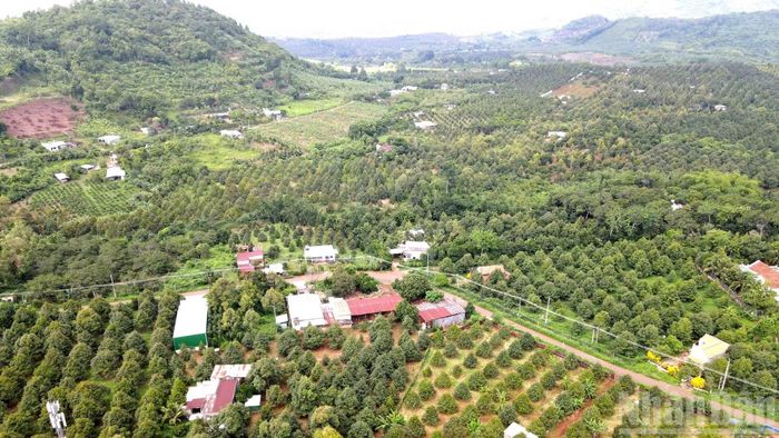 Cẩm Mỹ là một trong những địa phương có diện tích trồng cây sầu riêng lớn nhất của thành phố Đồng Nai.
