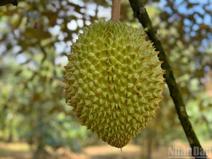 Sầu riêng chuẩn bị cho thu hoạch.