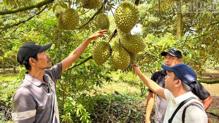 Năm nay người trồng sầu riêng ở Đồng Nai hứa hẹn vụ mùa bội thu.