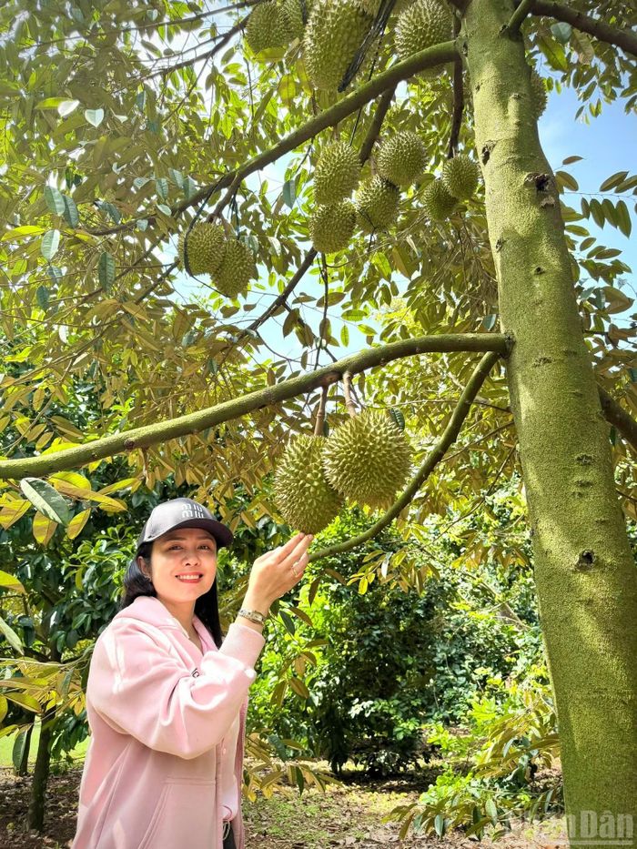 Những cây sầu riêng vài năm tuổi cho trĩu quả vụ mùa năm nay ở phường Bình Lộc.