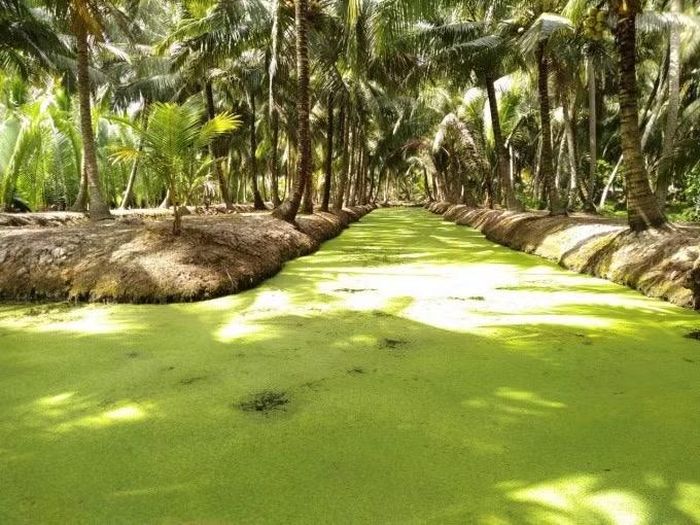 Vùng dừa nguyên liệu đạt chuẩn hữu cơ quốc tế của Beinco tại Bến Tre.
