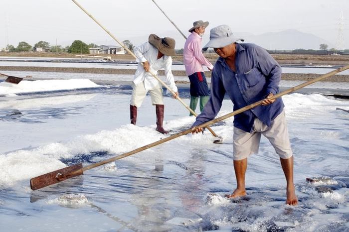Nhờ được hỗ trợ bạt trải ruộng muối, diêm dân giảm chi phí đầu tư và nâng cao chất lượng sản phẩm.