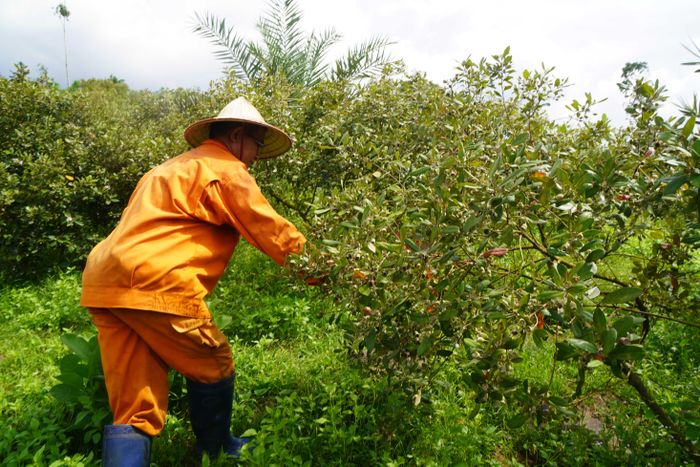  Rừng sim đang vào mùa sai quả, mang về cho ông Chín Biển hơn 100 triệu đồng mỗi năm từ việc thu hái 