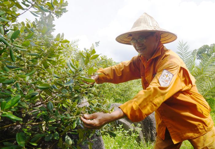  Ông Chín Biển đang thu hái những quả sim chín bói 