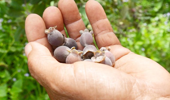  Những quả sim bắt đầu chín bói, chuẩn bị cho thu hoạch năm thứ 4 
