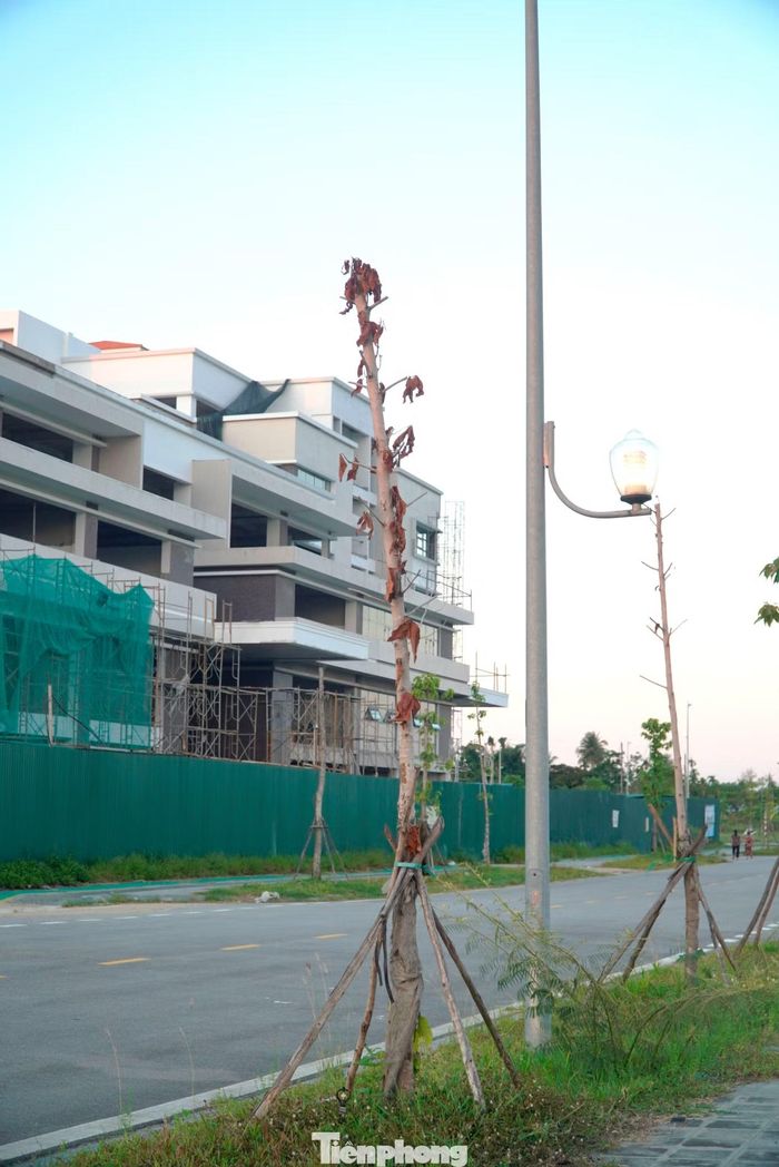 Trước thực trạng này, nhiều người dân bày tỏ băn khoăn về nguyên nhân dẫn đến tình trạng cây xanh chết hàng loạt. Một số ý kiến cho rằng, việc cây chết có thể liên quan đến điều kiện thổ nhưỡng, thời điểm trồng hoặc chất lượng, chủng loại giống.