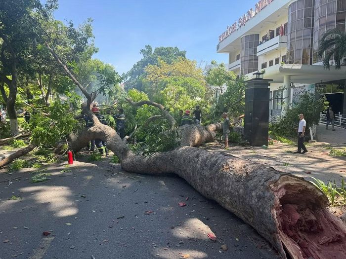 Cây gãy đổ choán hết cả tuyến đường.