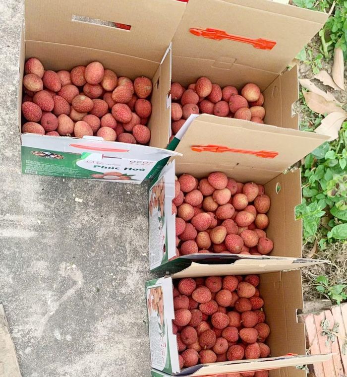 Quả trên cây vải tổ được đóng hộp sau khi thu hoạch.