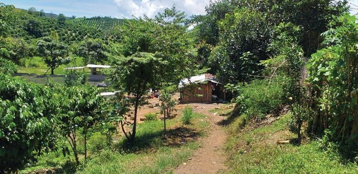 Nhà ông Ma Tuyên, dân tộc Mnông ở buôn Dlây, xã Đăk Nuê, huyện Lăk cũ (nay là xã Đắk Phơi, tỉnh Đắk Lắk). Gia đình ông phải gán đất cà phê cho chủ nợ. Ảnh VXT