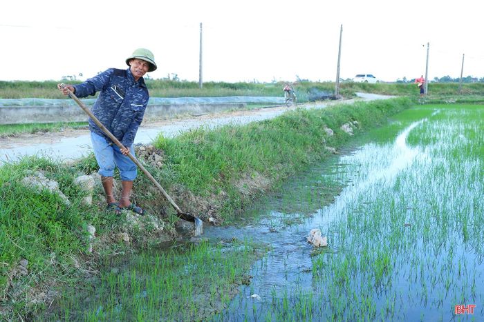 Bà con nông dân đang tập trung theo dõi, điều tiết và sử dụng nguồn nước tưới hợp lý nhằm bảo đảm lúa sinh trưởng, phát triển ổn định.