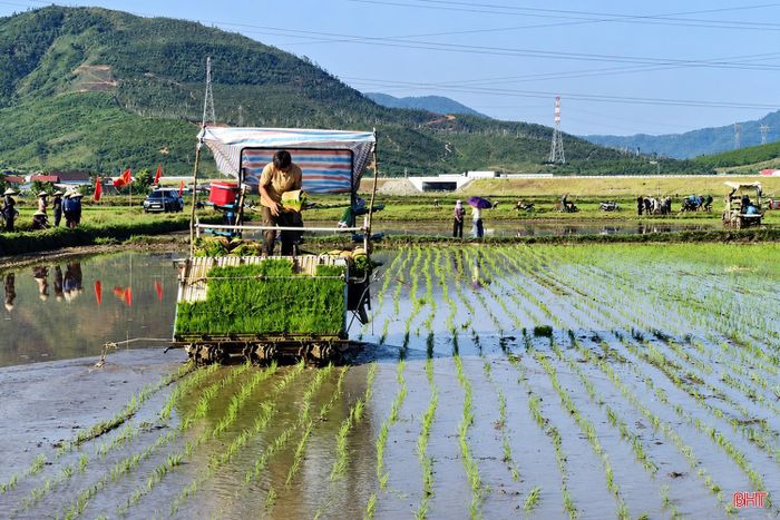 Thôn Hà Phong (xã Kỳ Xuân) đang triển khai thí điểm mô hình ứng dụng hệ thống thâm canh lúa cải tiến trên diện tích 12,3 ha với sự tham gia của 61 hộ dân.