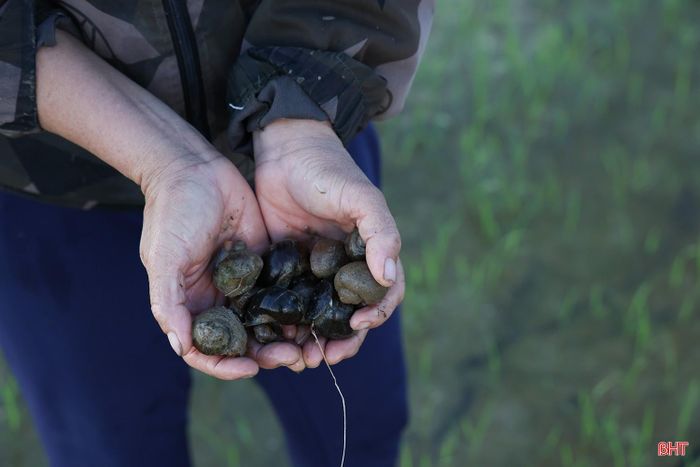 Bà con nông dân tranh thủ lúc sáng sớm, chiều muộn để bắt ốc thủ công.