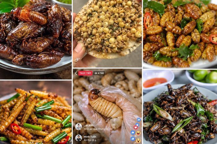 Nhiều món ăn chế biến từ côn trùng được các nhà sáng tạo nội dung khai thác nhằm thu hút lượt xem và tương tác trên các nền tảng số.