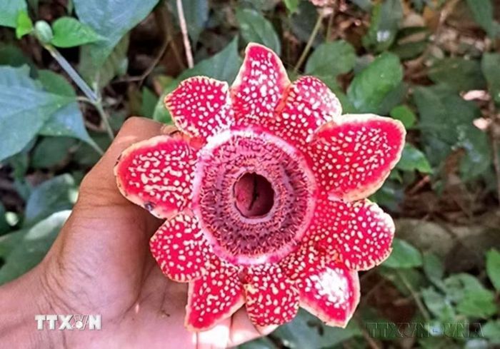 Phát hiện loài hoa quý hiếm Địa nhãn Himalaya trong rừng Phong Nha-Kẻ Bàng (Quảng Trị). Đây là loài thực vật ký sinh hoàn toàn thuộc họ Vi tháp (Rafflesiaceae), nổi bật với cấu trúc hoa lớn và hình thái đặc biệt; cây không có diệp lục, lá hay thân thật để quang hợp mà sống ký sinh trên rễ cây chủ. (Ảnh: TTXVN phát)