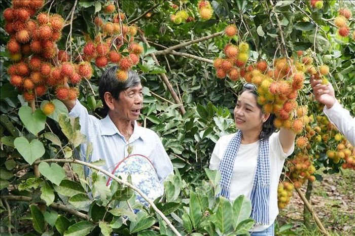 Du khách tìm hiểu kỹ thuật chăm sóc cây tại vườn chôm chôm ở phường Bình Lộc, thành phố Đồng Nai.