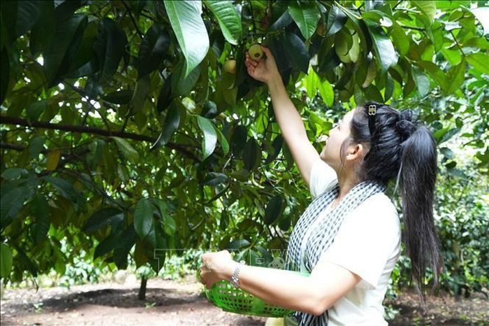 Du khách trải nghiệm tìm hái quả măng cụt chín trên cây.