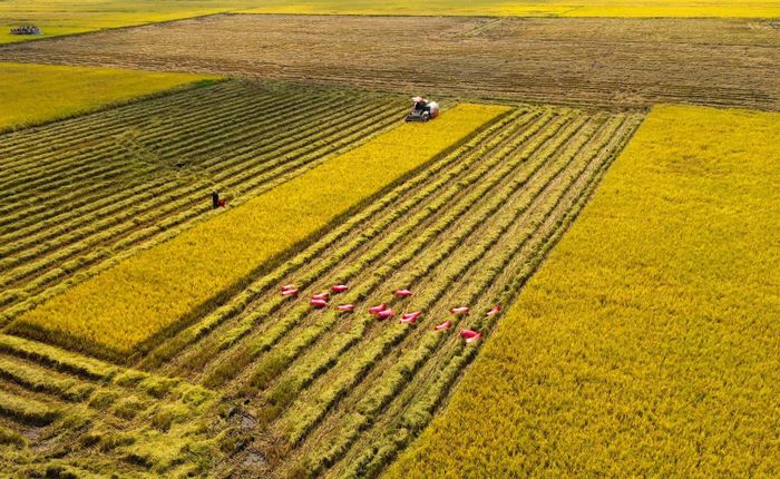 Đề án 1 triệu ha lúa thay đổi tư duy sản xuất của nông dân Tây Ninh.