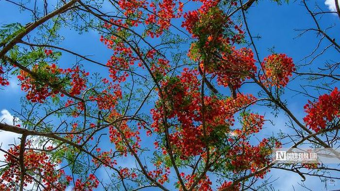 Giữa tiết trời đầu hạ, con đường phượng đỏ ở Vĩnh Thạnh đang trở thành điểm hẹn của những người yêu thiên nhiên và thích lưu giữ những khoảnh khắc đẹp.