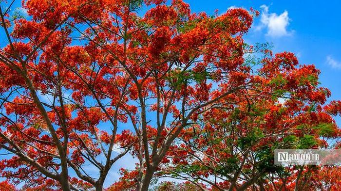 Không cần những công trình quy mô hay hoạt động sôi động, chính vẻ đẹp mộc mạc của hàng cây phượng ven đường đã tạo nên sức hút riêng, góp phần làm phong phú thêm những điểm đến đáng trải nghiệm của Tây Ninh trong mùa hè này.