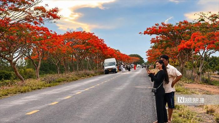Anh Huỳnh Bá Dân (người dân sống ven tuyến đường 819) cho biết, hàng phượng không chỉ tạo cảnh quan đẹp mà còn góp phần quảng bá hình ảnh địa phương. "Từ khi con đường hoa nổi tiếng trên mạng xã hội, nhiều đoàn khách, nhiếp ảnh gia và các bạn trẻ tìm đến nhiều hơn trước. Có những ngày cuối tuần, từ sáng sớm đã thấy người dân, du khách đến chụp hình. Điều đó cho thấy một cảnh quan đẹp nếu được gìn giữ và quảng bá tốt sẽ trở thành điểm nhấn thu hút du khách, giúp nhiều người biết đến Vĩnh Thạnh hơn", anh Dân chia sẻ.