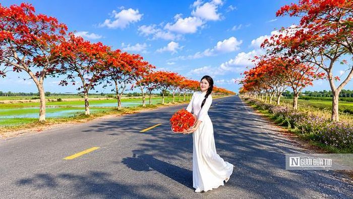Khoảng từ tháng 5 đến tháng 6 hằng năm, khi hoa bắt đầu nở rộ, nơi đây thu hút đông đảo du khách đến tham quan. Nhiều bạn trẻ tranh thủ ghi lại những bộ ảnh kỷ niệm mùa hè, trong khi các nhiếp ảnh gia chọn đây là địa điểm sáng tác hoặc thực hiện các bộ ảnh nghệ thuật.