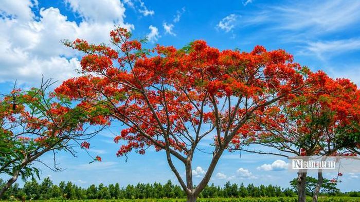 Được biết, hàng phượng trên tuyến đường 819 được trồng từ năm 2018 với khoảng 400 cây. 