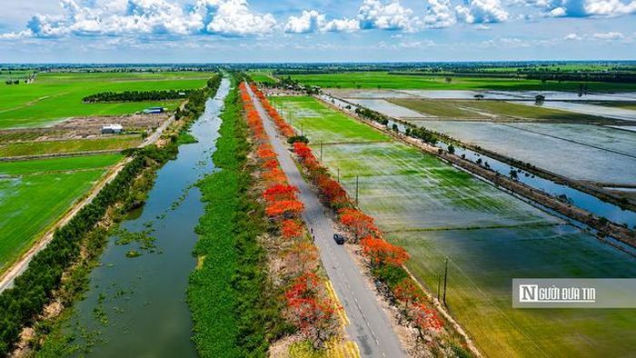 Điểm đặc biệt của cung đường này nằm ở sự hài hòa giữa cảnh quan thiên nhiên và màu sắc của mùa hoa. Một bên đường là những cánh đồng trải dài, bên còn lại là dòng Kênh 79 hiền hòa. Sắc đỏ của hoa phượng hòa cùng màu xanh của đồng ruộng và mặt nước tạo nên khung cảnh mang đậm nét đặc trưng của vùng nông thôn.