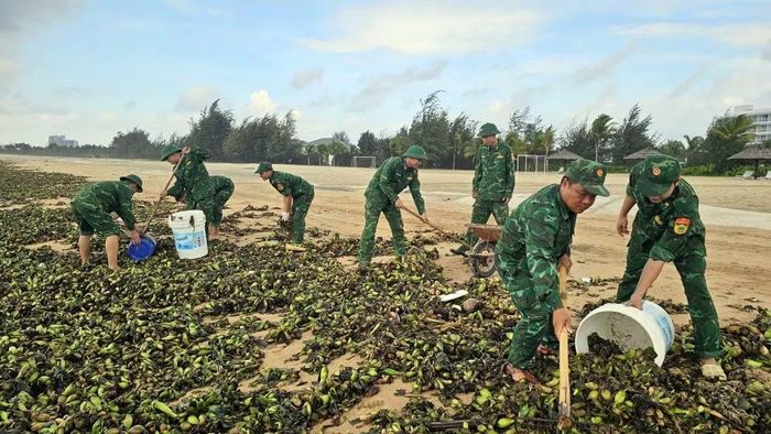 Lực lượng vũ trang tham gia thu gom lục bình, rác trên bãi biển Hồ Tràm sáng 5/6. (Ảnh: Đoàn Mạnh Dương/TTXVN)