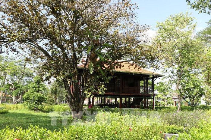 Cây vú sữa được trồng vào đúng vị trí mà Bác đã trồng ở Nhà sàn tại Hà Nội. Ảnh: Hồng Thái - TTXVN