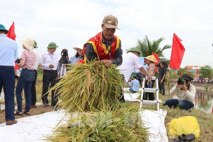 Các thành viên tham gia thi gặt lúa là những nông dân xuất sắc được tuyển chọn từ các thôn. Ảnh: Mạnh Minh - TTXVN