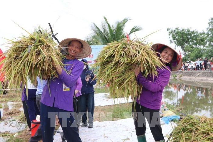 Niềm vui của các thành viên tham gia phần thi gặt lúa. Ảnh: Mạnh Minh - TTXVN