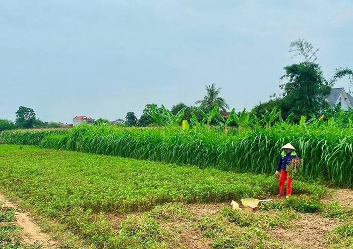 Người dân Hải Lịch - Hương Nhượng thu hoạch lạc trồng trên bãi bồi ven sông Chu.