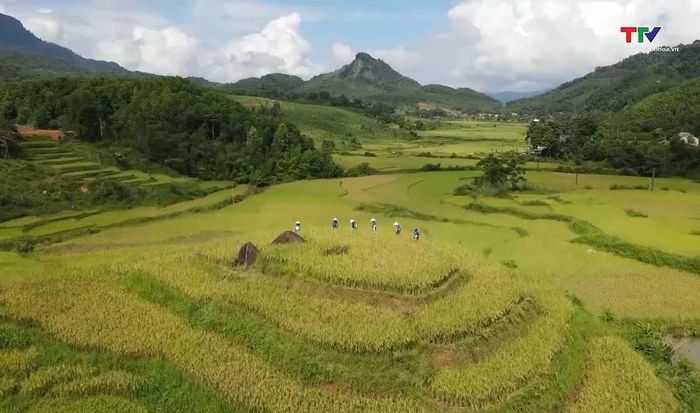 Ruộng bậc thang ở Mường Đeng vào mùa lúa chín