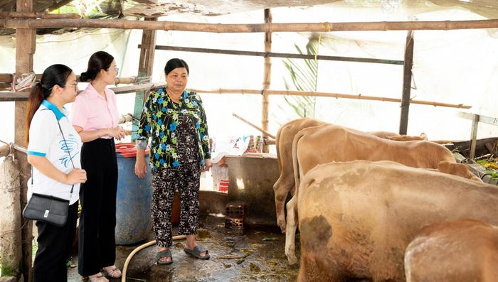 Cán bộ Hội Liên hiệp Phụ nữ xã Bình Hòa tham quan mô hình nuôi bò vỗ béo của gia đình chị Phạm Thị Chờ.