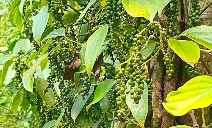  Sau chuỗi ngày giao dịch đi ngang và điều chỉnh giảm nhẹ, thị trường hồ tiêu trong nước đã lấy lại đà tăng. Ảnh: M.T 