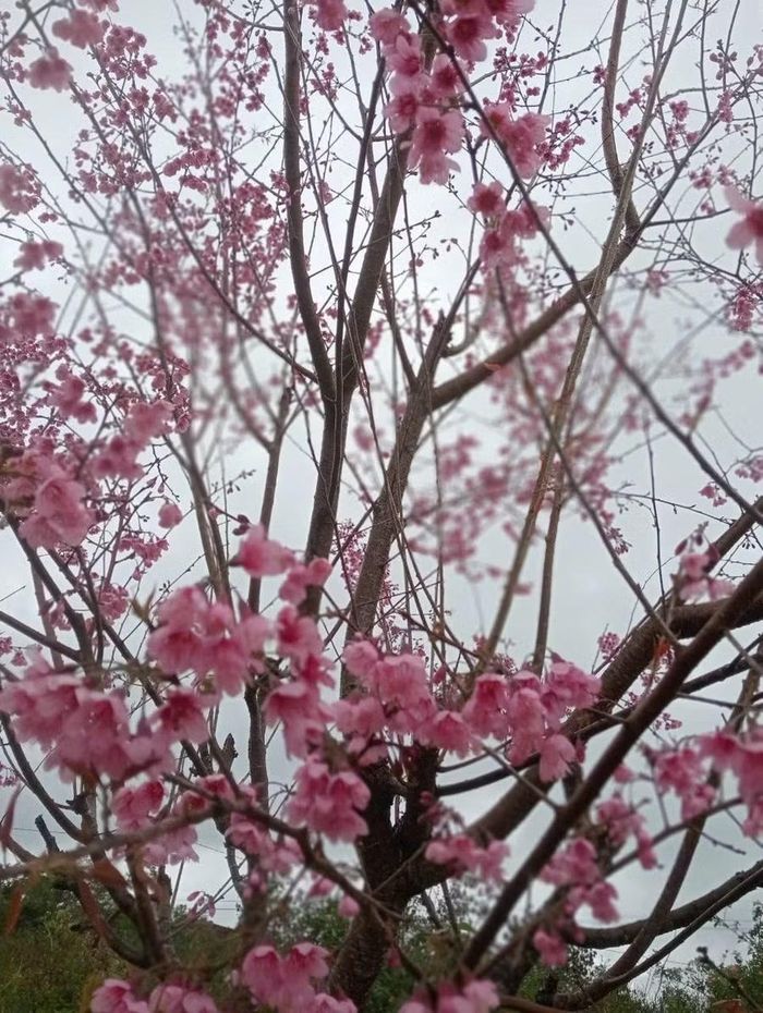 Hoa anh đào khoe sắc ở Vĩnh Sơn.