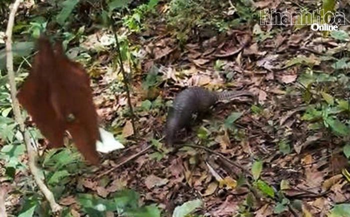 Cá thể tê tê Java được thả về rừng tự nhiên Krông Pha.