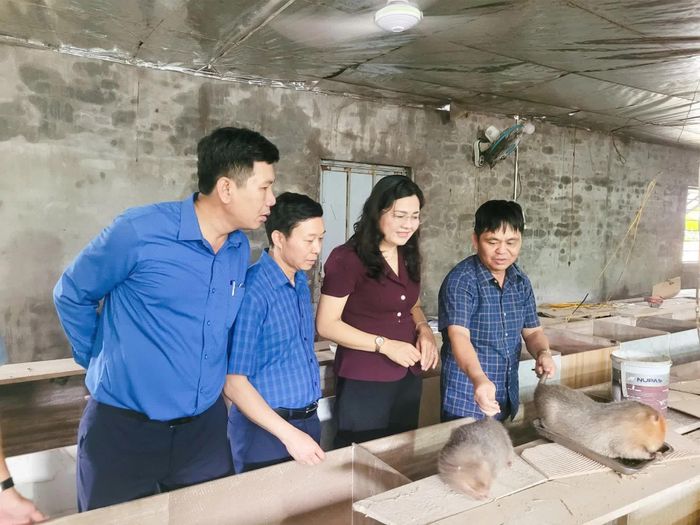 Tìm hiểu phương pháp nuôi dúi tại mô hình nông nghiệp tuần hoàn của nông dân Hoàng Đình Quê.