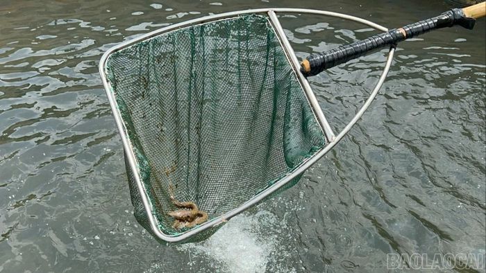 Nắng nóng kéo dài khiến nghề nuôi cá nước lạnh đối mặt với nhiều rủi ro.