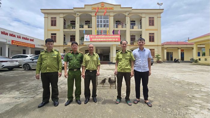 Anh Phạm Văn Cường tự nguyện giao nộp 02 cá thể chim ưng bụng hung.