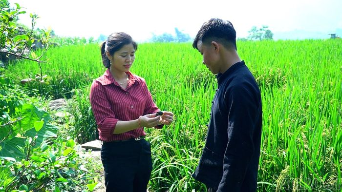 Mô hình lúa - ốc mang lại hiệu quả kinh tế cao cho nhiều hộ dân thôn Bản Lùng.