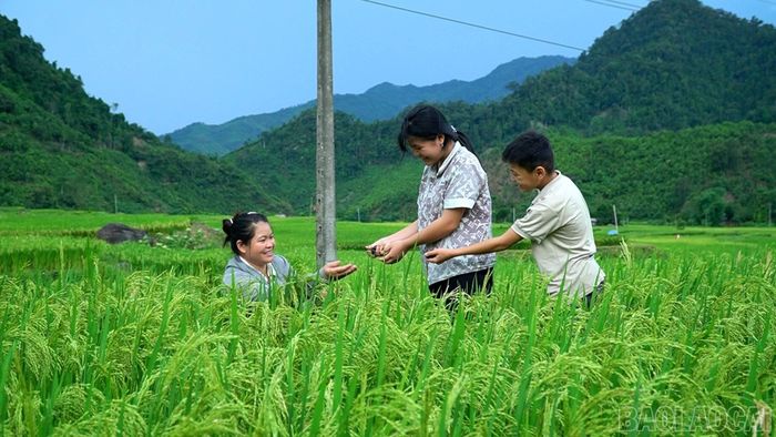 Xã Phong Dụ Thượng có gần 30 hộ dân tham gia mô hình trồng lúa kết hợp nuôi ốc dạ trên diện tích khoảng 5 ha.