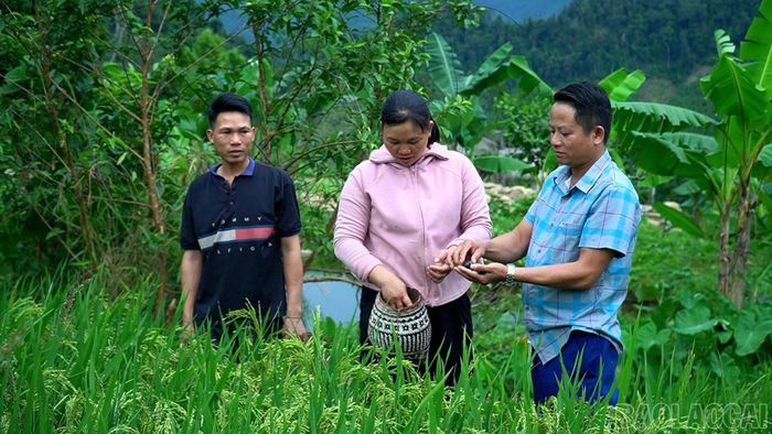 Sau mỗi vụ lúa, gia đình chị Khương thu được thêm khoảng 3 tạ ốc dạ.