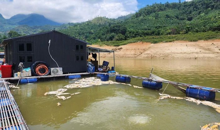 Nếu không có giải pháp khẩn trương cứu cá, nhiều cơ sở nuôi cá lồng có nguy cơ trắng tay trong vụ này.